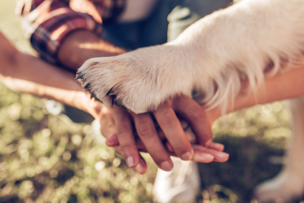 Gdynia. Dogtor „leczył” ukraińskie dzieci