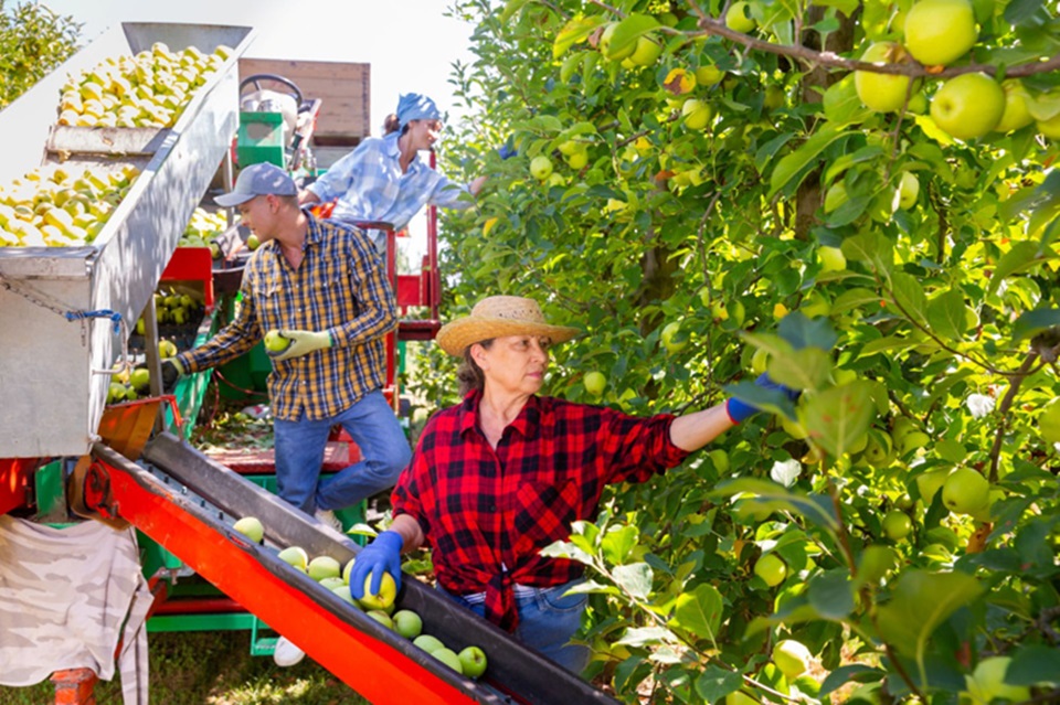Wyścig o ukraińskich pracowników. Polska przegrywa z Niemcami oraz Beneluksem